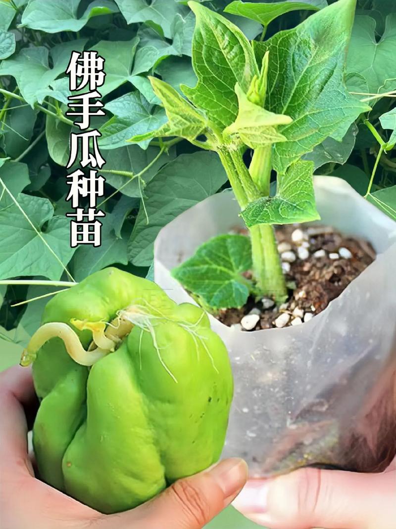 佛手瓜发芽了怎么种？佛手瓜发芽怎么种?？-第6张图片-优品飞百科