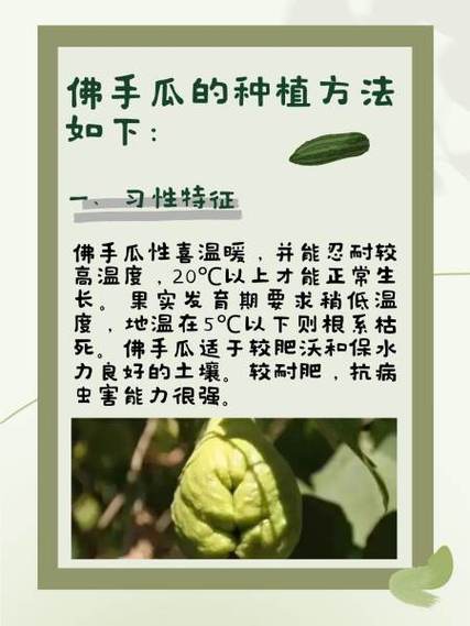 佛手瓜发芽了怎么种？佛手瓜发芽怎么种?？-第7张图片-优品飞百科