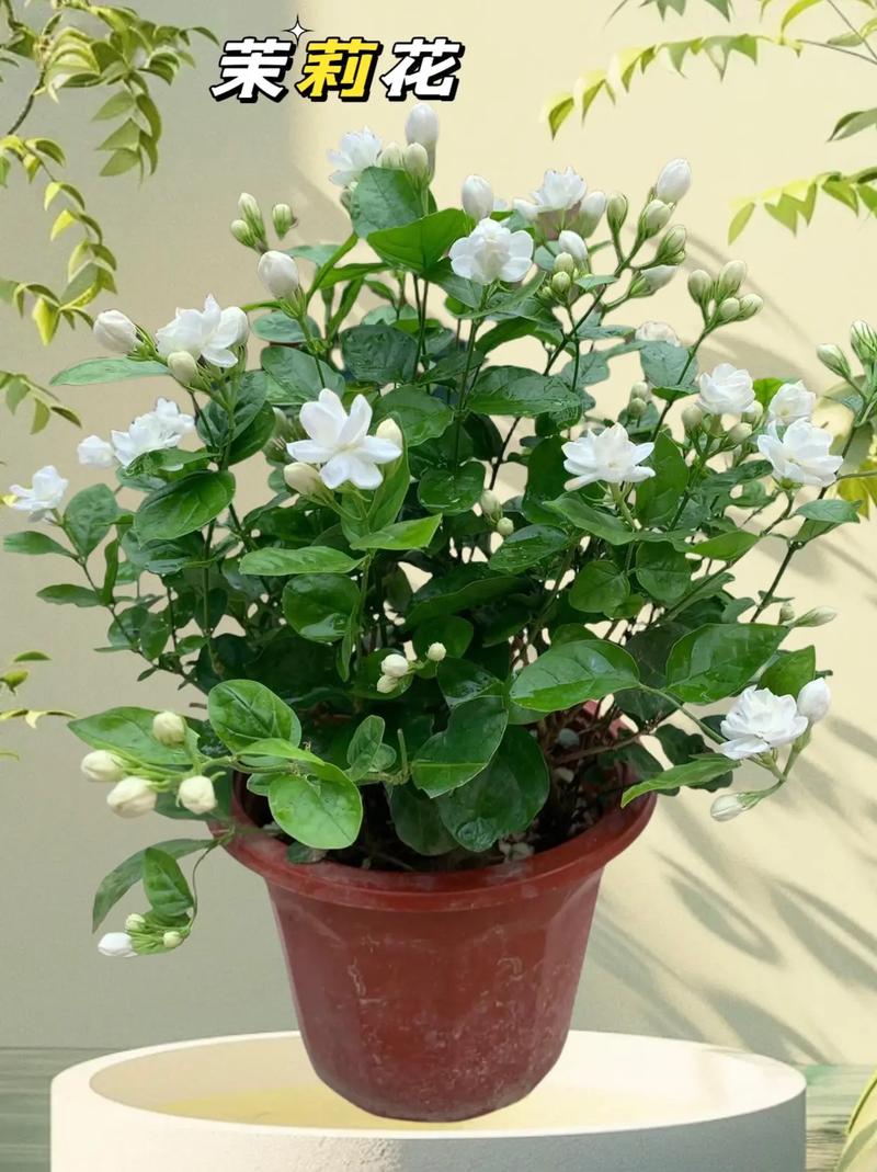 如何盆栽紫茉莉？盆栽紫茉莉北方冬天怎么养？-第2张图片-优品飞百科