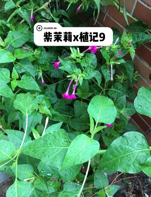 如何盆栽紫茉莉？盆栽紫茉莉北方冬天怎么养？-第3张图片-优品飞百科