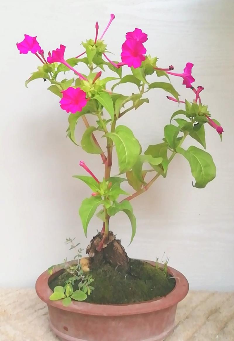 如何盆栽紫茉莉？盆栽紫茉莉北方冬天怎么养？-第6张图片-优品飞百科