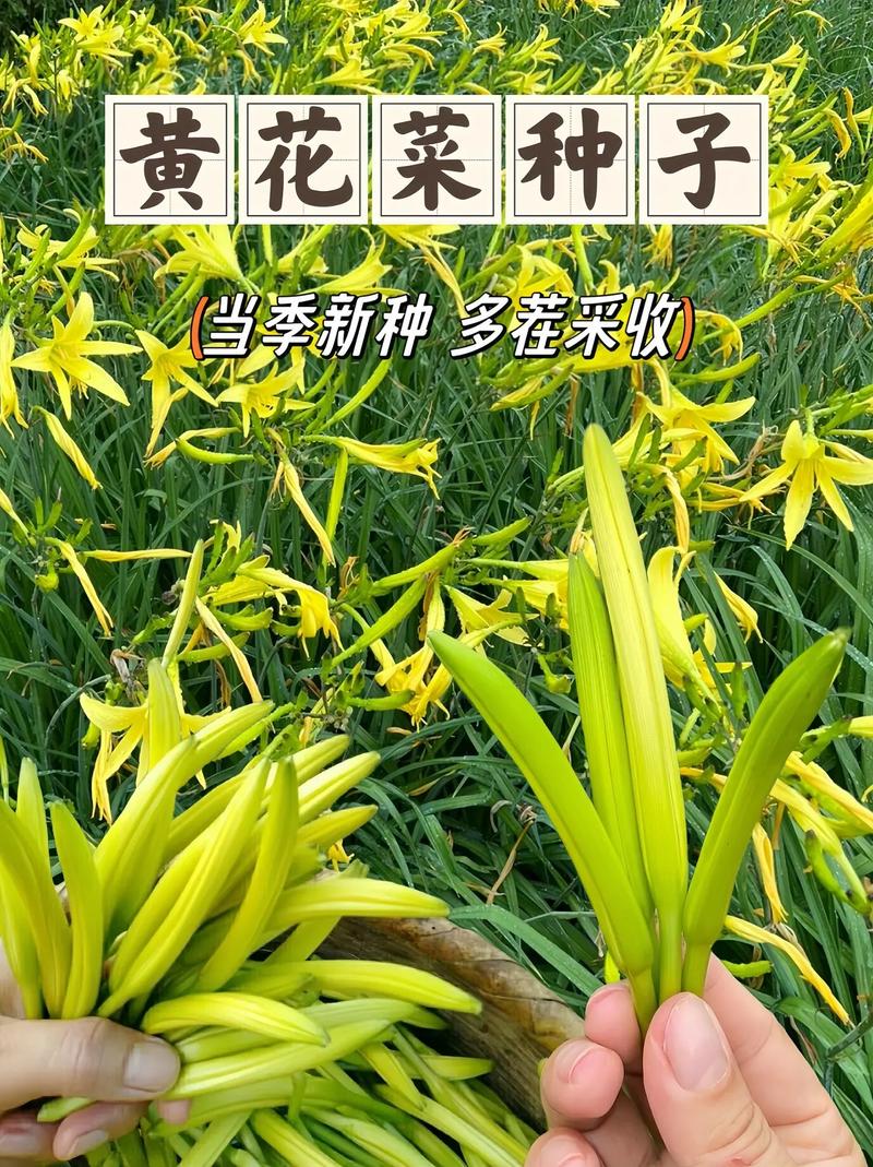 黄花菜的养殖方法，黄花菜的养殖方法和管理？