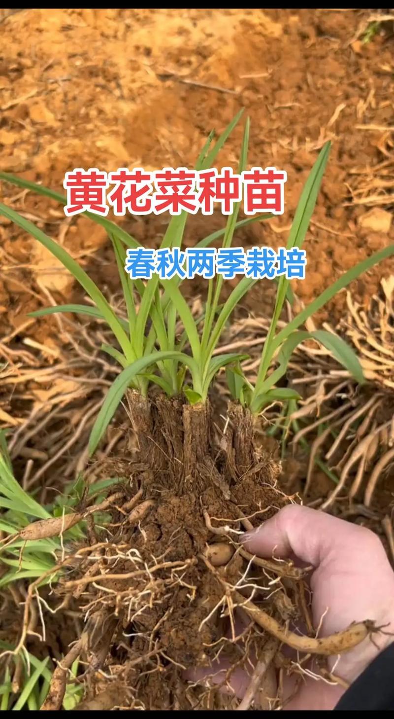 黄花菜的养殖方法，黄花菜的养殖方法和管理？-第3张图片-优品飞百科