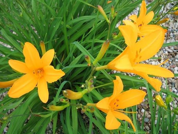 黄花菜的养殖方法，黄花菜的养殖方法和管理？-第4张图片-优品飞百科