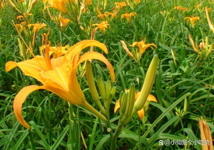 黄花菜的养殖方法，黄花菜的养殖方法和管理？-第7张图片-优品飞百科