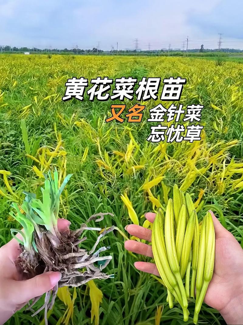 黄花菜的养殖方法，黄花菜的养殖方法和管理？-第6张图片-优品飞百科