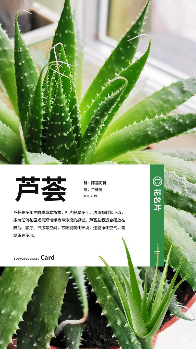 芦荟怎么养殖方法?芦荟怎么养才能更旺盛,芦荟养殖方法介绍?-第2张图片-优品飞百科 芦荟怎么养殖方法?芦荟怎么养才能更旺盛,芦荟养殖方法介绍?-第2张图片-优品飞百科