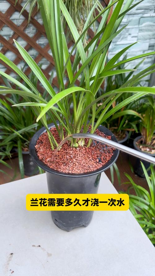 兰花硬植料几天浇水，硬植料种兰花几天浇一次水