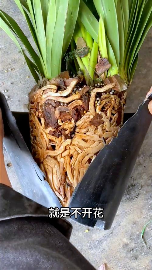 兰花硬植料几天浇水，硬植料种兰花几天浇一次水-第2张图片-优品飞百科