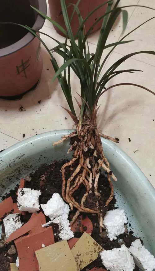 兰花硬植料几天浇水，硬植料种兰花几天浇一次水-第3张图片-优品飞百科