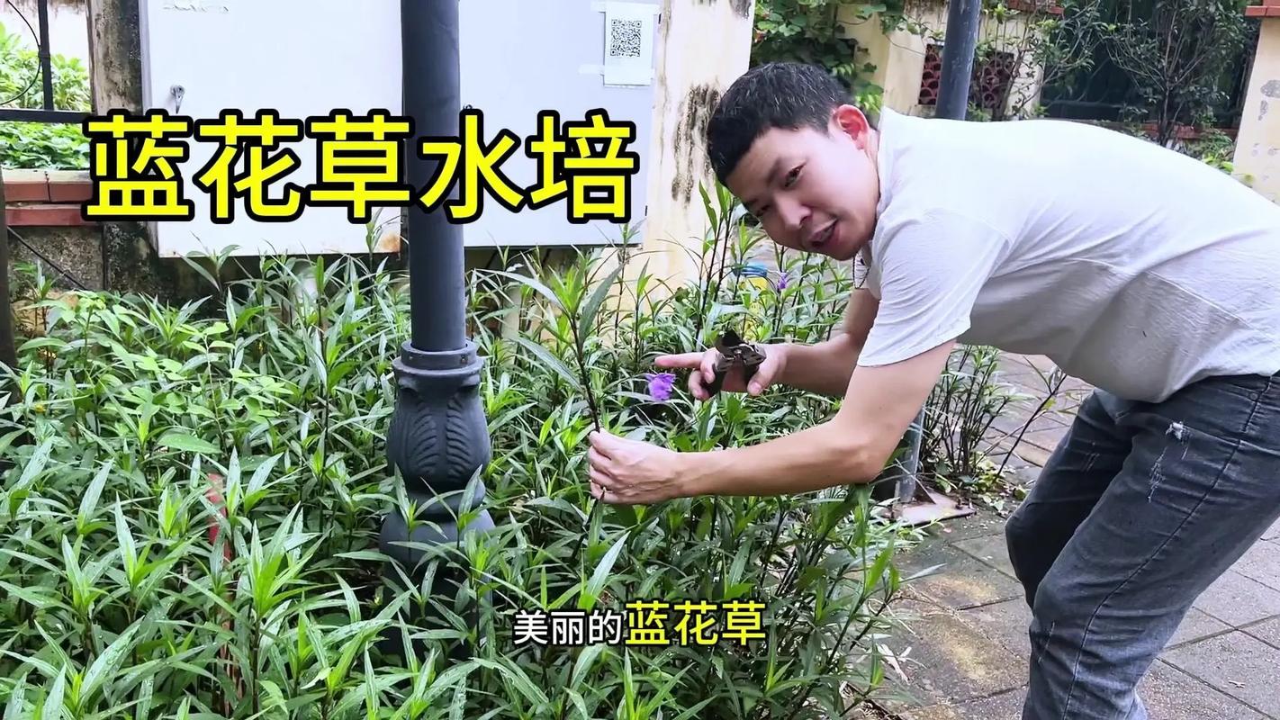 兰花硬植料几天浇水，硬植料种兰花几天浇一次水-第4张图片-优品飞百科