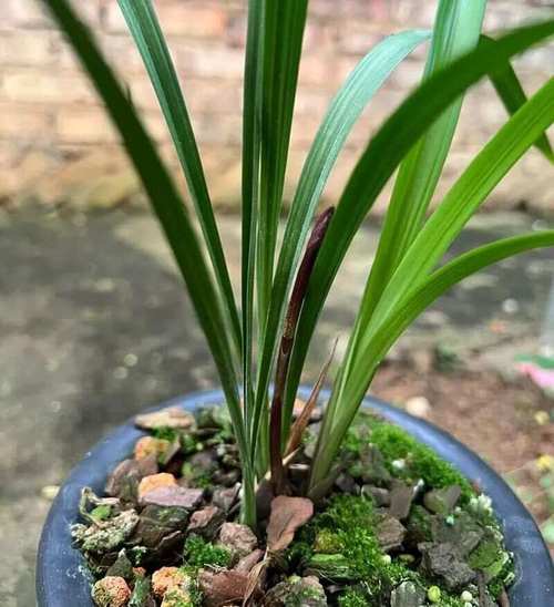 兰花硬植料几天浇水，硬植料种兰花几天浇一次水-第6张图片-优品飞百科