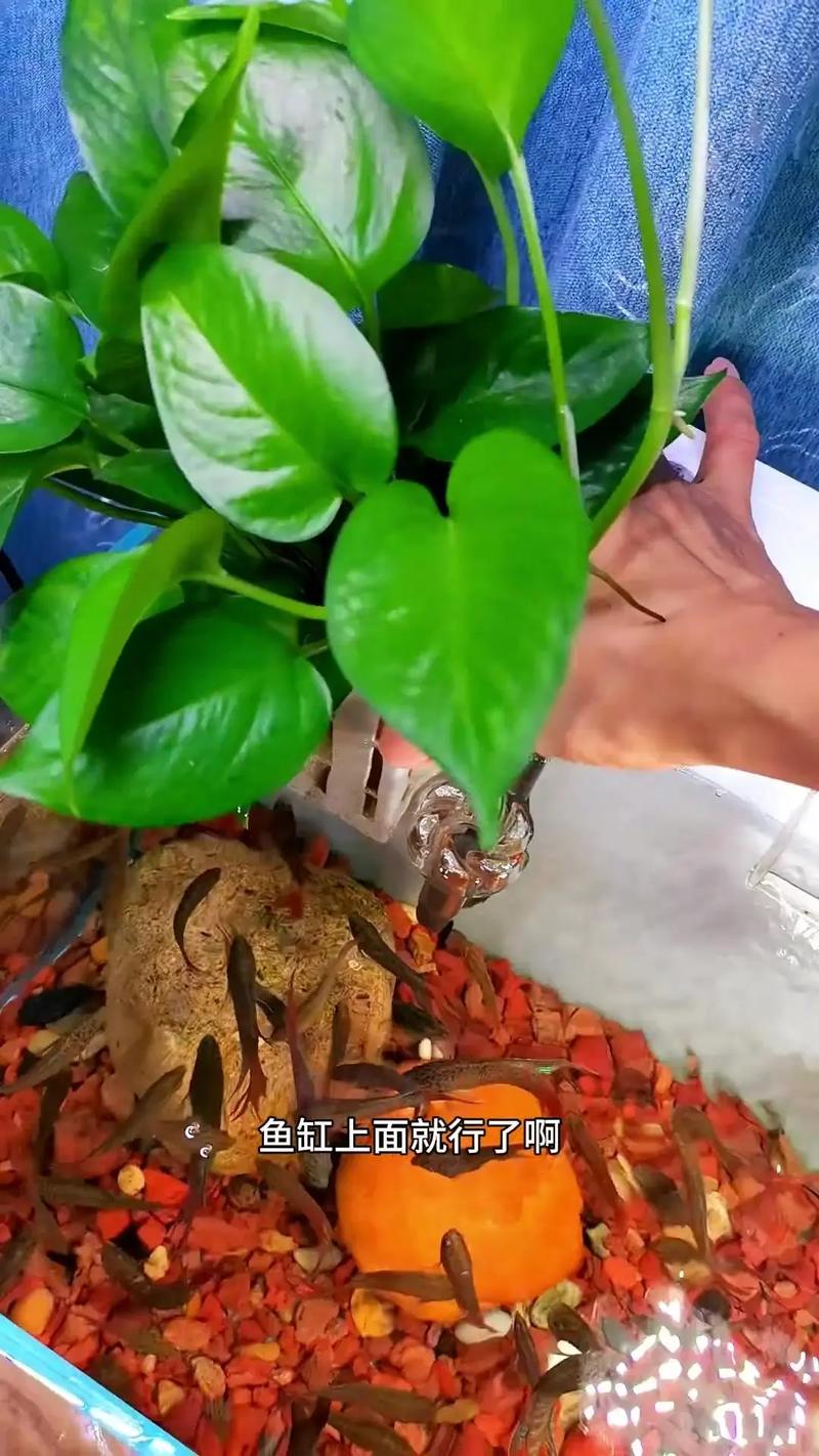 绿萝可以放在鱼缸里养吗，绿萝能不能放鱼缸里养-第5张图片-优品飞百科