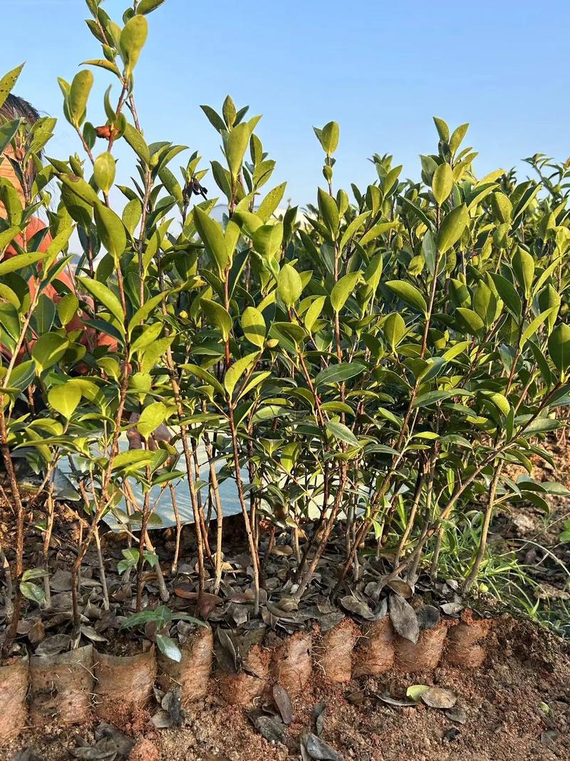油茶树适合哪种种植，油茶树适合哪种种植环境