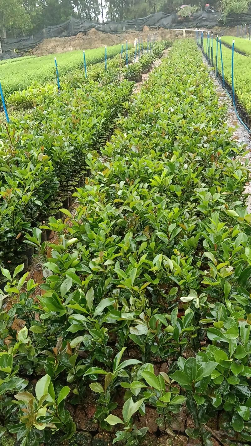 油茶树适合哪种种植，油茶树适合哪种种植环境-第5张图片-优品飞百科