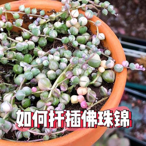 绿之铃家庭养殖方法和注意事项，绿之韵的最新状况-第6张图片-优品飞百科