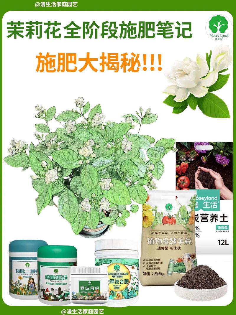 茉莉怎么施肥？茉莉怎样施肥？