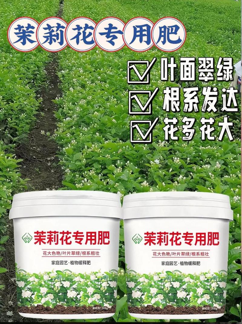 茉莉怎么施肥？茉莉怎样施肥？-第2张图片-优品飞百科