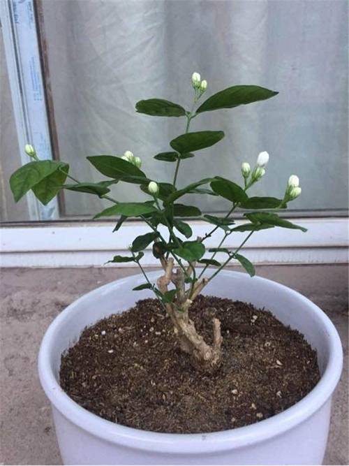 茉莉怎么施肥？茉莉怎样施肥？-第5张图片-优品飞百科