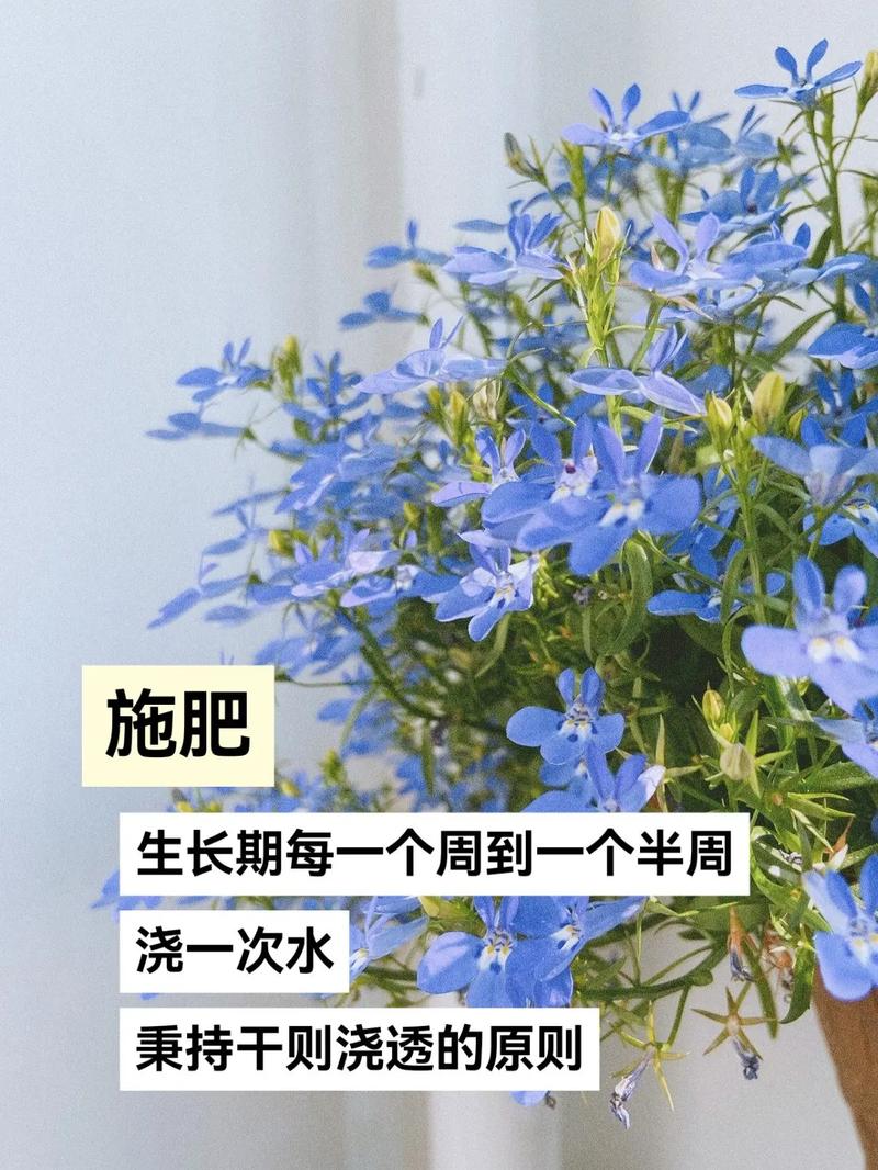 六倍利如何盆栽,六倍利如何种植-第4张图片-优品飞百科 六倍利如何盆栽,六倍利如何种植-第4张图片-优品飞百科