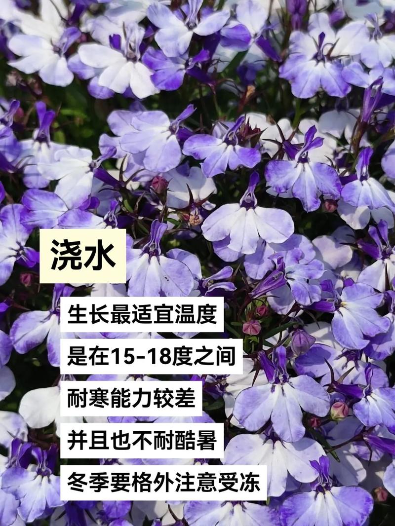 六倍利如何盆栽,六倍利如何种植-第5张图片-优品飞百科 六倍利如何盆栽,六倍利如何种植-第5张图片-优品飞百科