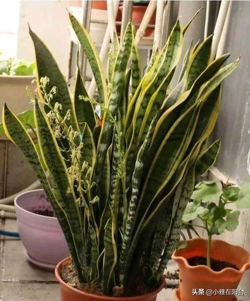 虎皮兰换盆后多久施肥,虎皮兰换盆后多久可以施肥-第5张图片-优品飞百科 虎皮兰换盆后多久施肥,虎皮兰换盆后多久可以施肥-第5张图片-优品飞百科