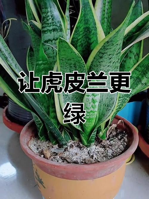 虎皮兰换盆后多久施肥,虎皮兰换盆后多久可以施肥-第6张图片-优品飞百科 虎皮兰换盆后多久施肥,虎皮兰换盆后多久可以施肥-第6张图片-优品飞百科