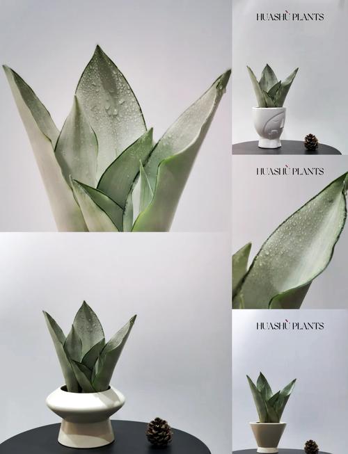 虎皮兰换盆后多久施肥,虎皮兰换盆后多久可以施肥-第7张图片-优品飞百科 虎皮兰换盆后多久施肥,虎皮兰换盆后多久可以施肥-第7张图片-优品飞百科