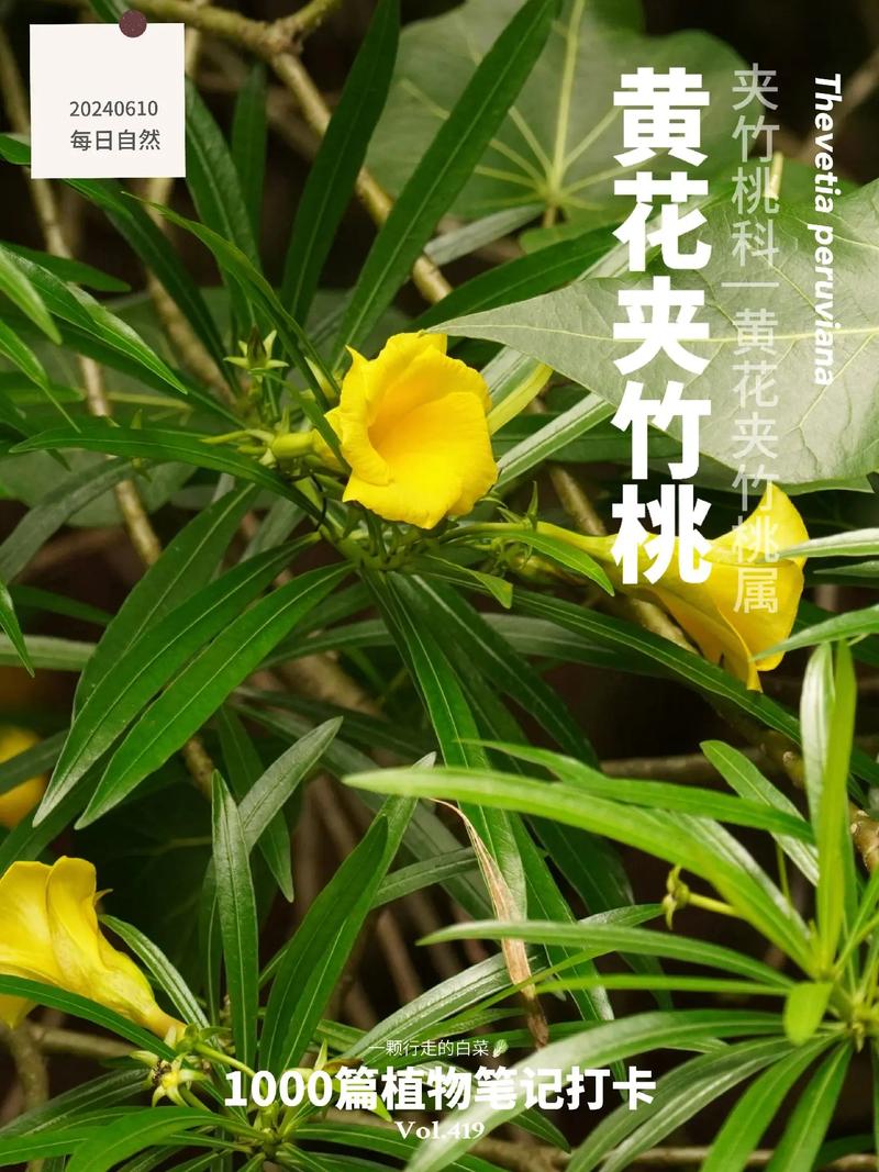 夹竹桃怎么养？夹竹桃怎么养护和管理？-第3张图片-优品飞百科