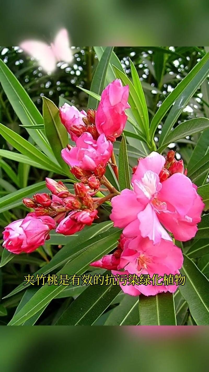 夹竹桃怎么养？夹竹桃怎么养护和管理？-第4张图片-优品飞百科