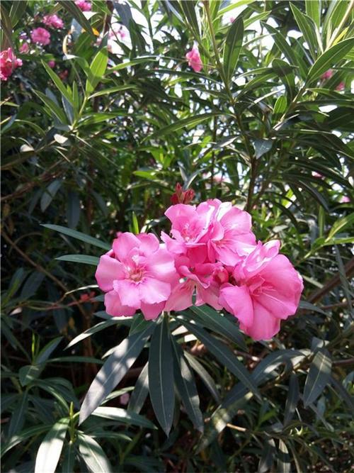 夹竹桃怎么养？夹竹桃怎么养护和管理？-第5张图片-优品飞百科
