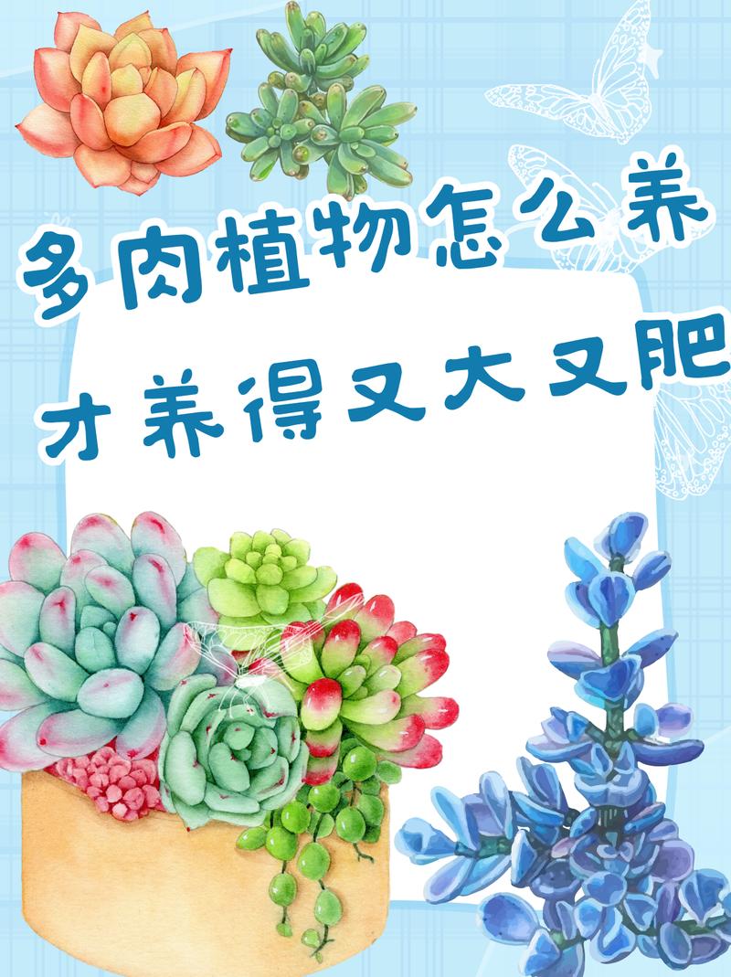 多肉怎么养长得快，多肉怎么养长得快一点-第2张图片-优品飞百科