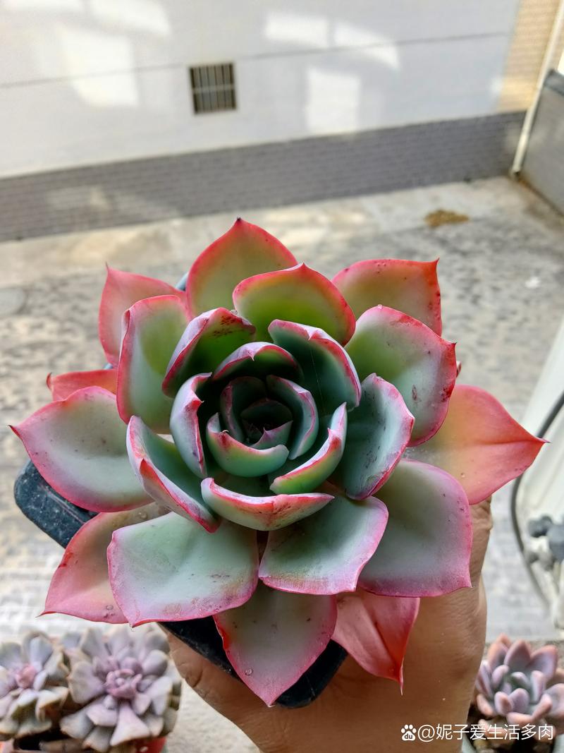 多肉怎么养长得快，多肉怎么养长得快一点-第5张图片-优品飞百科