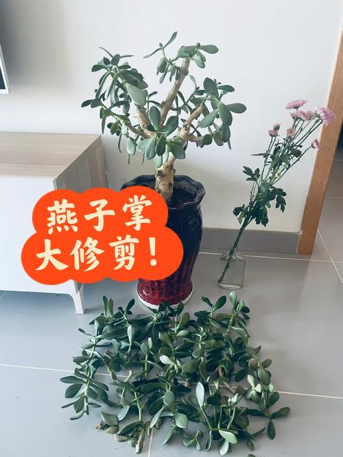 燕子掌的修剪方法,燕子掌的修剪方法步骤?-第4张图片-优品飞百科 燕子掌的修剪方法,燕子掌的修剪方法步骤?-第4张图片-优品飞百科