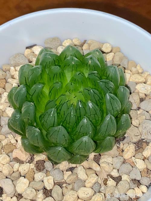 樱水晶怎么养长的好？樱水晶怎么养的饱满？-第4张图片-优品飞百科
