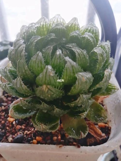 樱水晶怎么养长的好？樱水晶怎么养的饱满？-第3张图片-优品飞百科