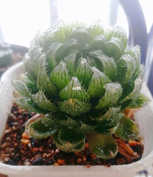 樱水晶怎么养长的好？樱水晶怎么养的饱满？-第6张图片-优品飞百科