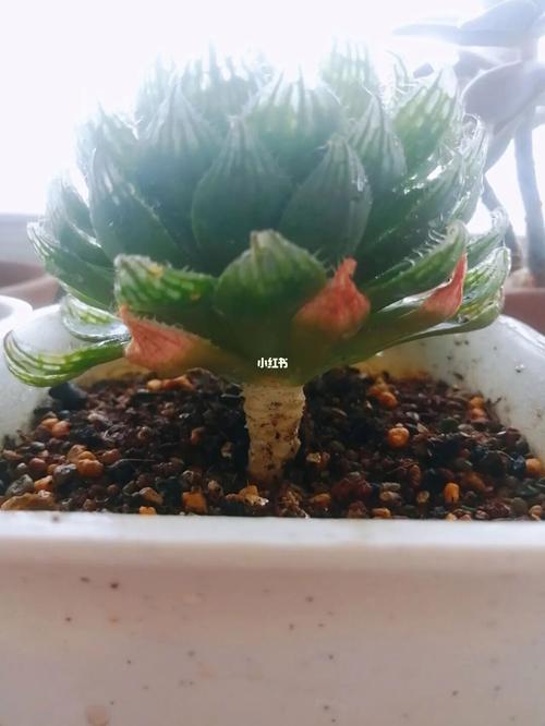 樱水晶怎么养长的好？樱水晶怎么养的饱满？-第7张图片-优品飞百科
