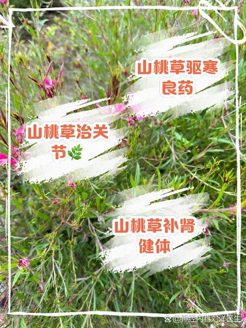山桃草怎么养，山桃草养久了会得白血病吗？-第5张图片-优品飞百科