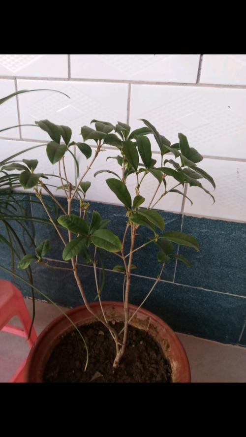 桂花叶子掉光怎样补救，桂花叶子掉光了怎么处理？