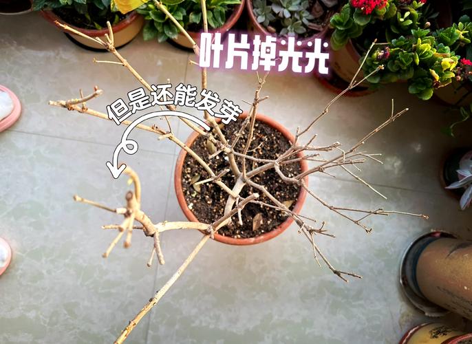桂花叶子掉光怎样补救，桂花叶子掉光了怎么处理？-第2张图片-优品飞百科