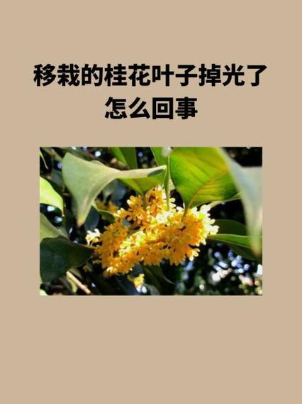 桂花叶子掉光怎样补救，桂花叶子掉光了怎么处理？-第3张图片-优品飞百科
