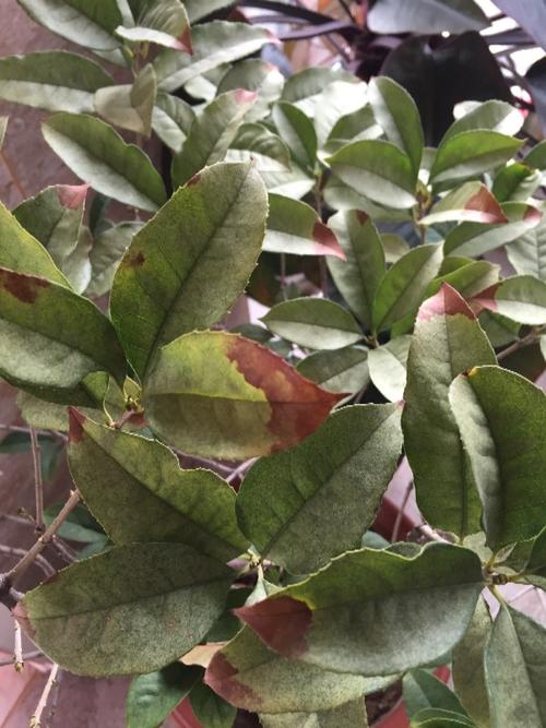 桂花叶子掉光怎样补救，桂花叶子掉光了怎么处理？-第4张图片-优品飞百科