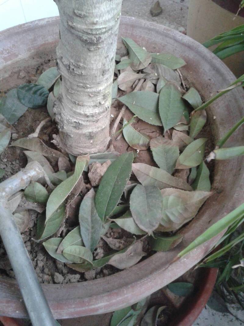 桂花叶子掉光怎样补救，桂花叶子掉光了怎么处理？-第5张图片-优品飞百科