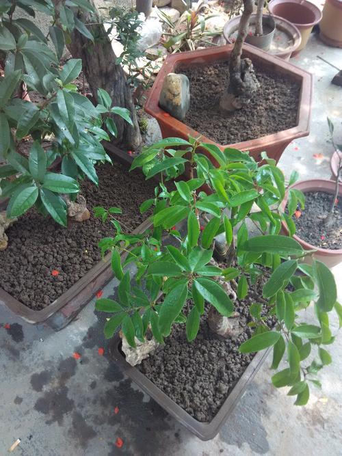 桂花叶子掉光怎样补救，桂花叶子掉光了怎么处理？-第6张图片-优品飞百科