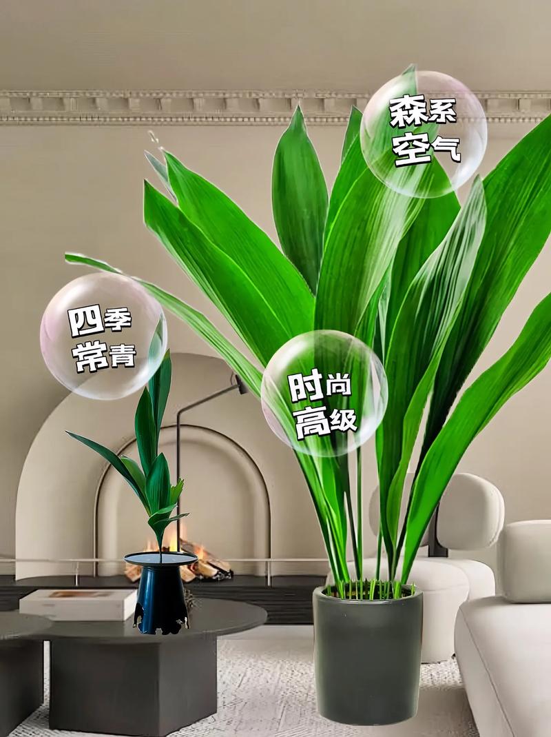 怎样让一叶兰长得高,如何让一叶兰长高-第2张图片-优品飞百科 怎样让一叶兰长得高,如何让一叶兰长高-第2张图片-优品飞百科