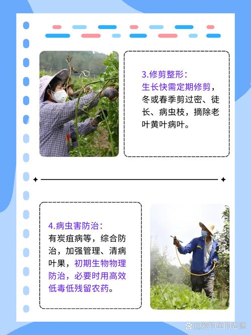 百香果籽的播种方法？百香果籽怎么种小盆栽？