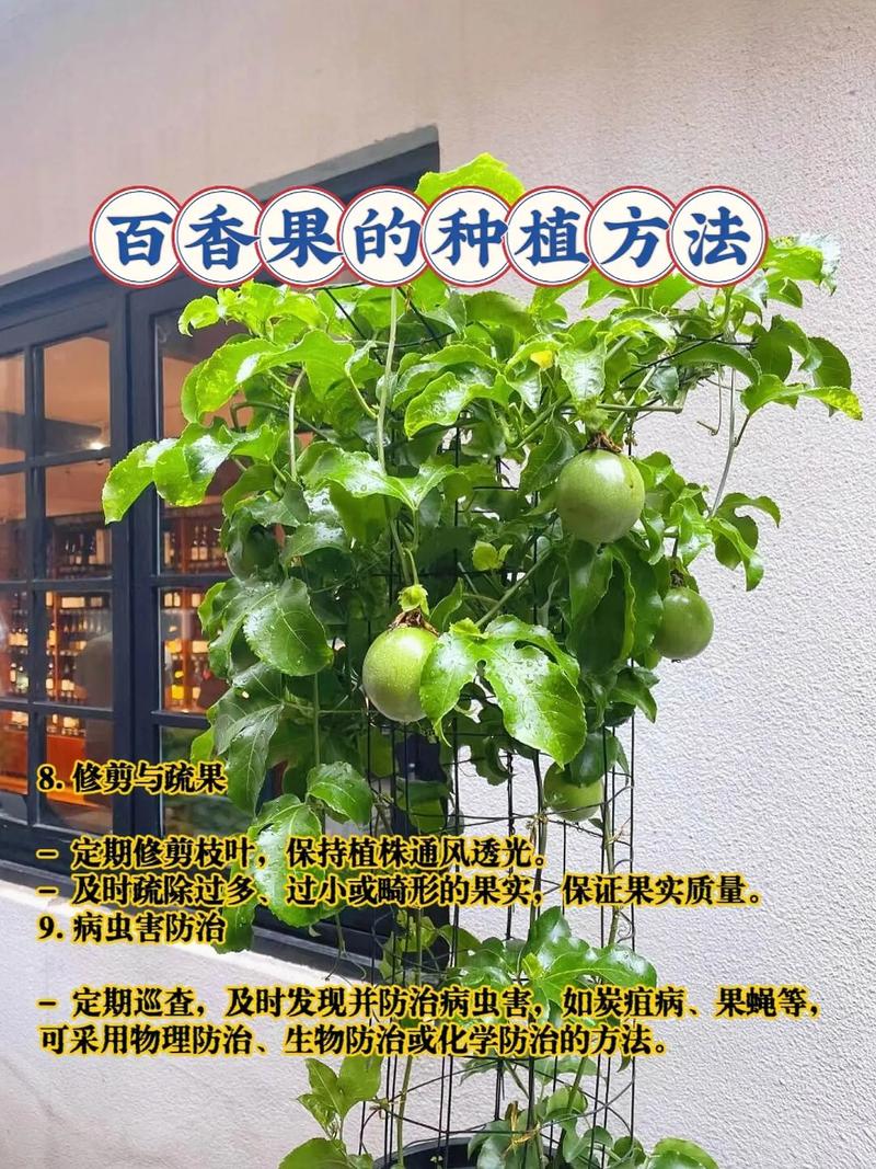 百香果籽的播种方法?百香果籽怎么种小盆栽?-第5张图片-优品飞百科 百香果籽的播种方法?百香果籽怎么种小盆栽?-第5张图片-优品飞百科