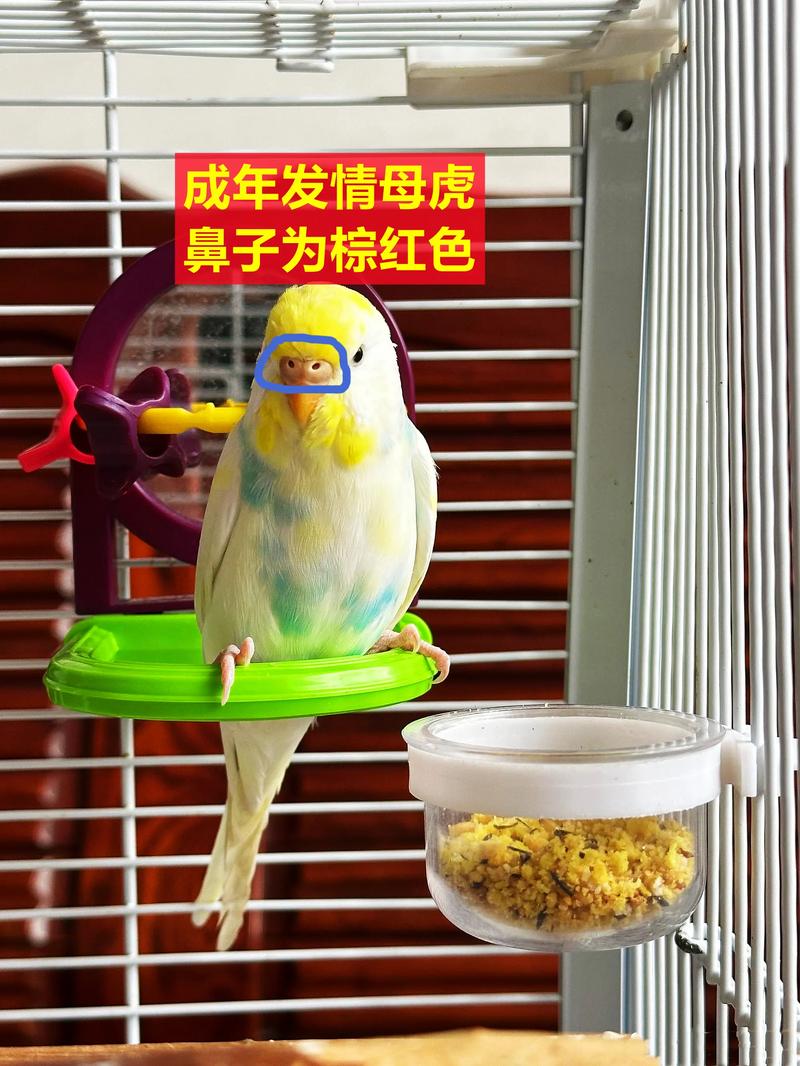 虎皮兰是否成活如何判断？怎么判断虎皮兰烂根？-第3张图片-优品飞百科