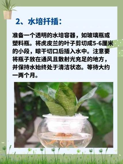 虎皮兰是否成活如何判断？怎么判断虎皮兰烂根？-第4张图片-优品飞百科